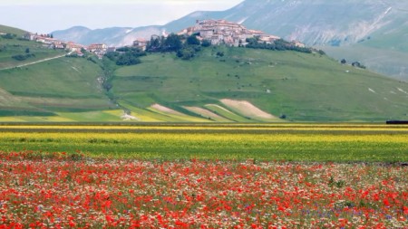 2015年意大利卡斯特卢西奥山谷花朵绽放的美景（视频截图）