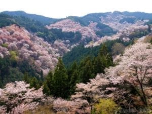 奈良县吉野山的樱花最为闻名，故被誉为“吉野千本樱”（網絡可再利用圖片）