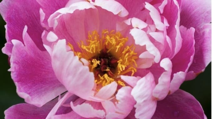 牡丹花仙子的神话传说 歐洲生活